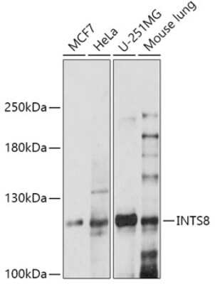 Western Blot: INTS8 AntibodyAzide and BSA Free [NBP3-03928]